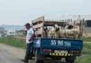 Naadam Festival is around the corner so the Goats are in high demand