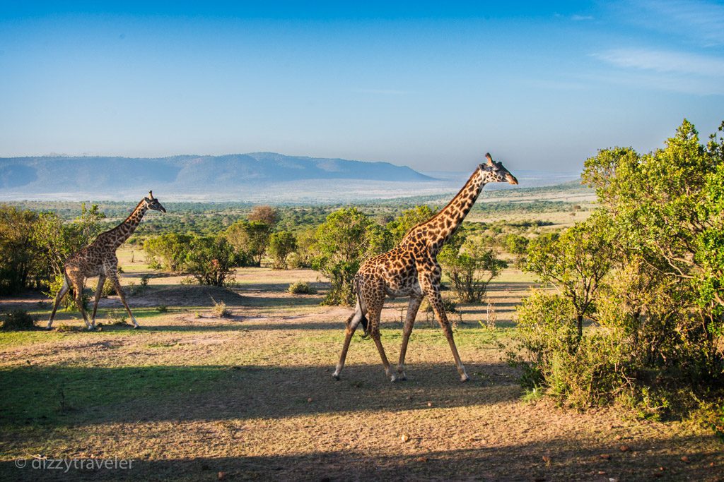 Safari in Maasai Mara, Kenya - My Travel Experience | DZ Traveler